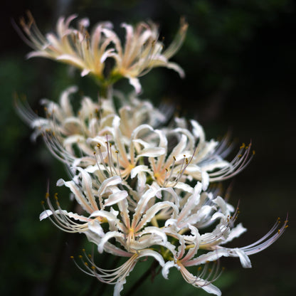 white spider lily bulbs White Spider Lily Plants For Sale