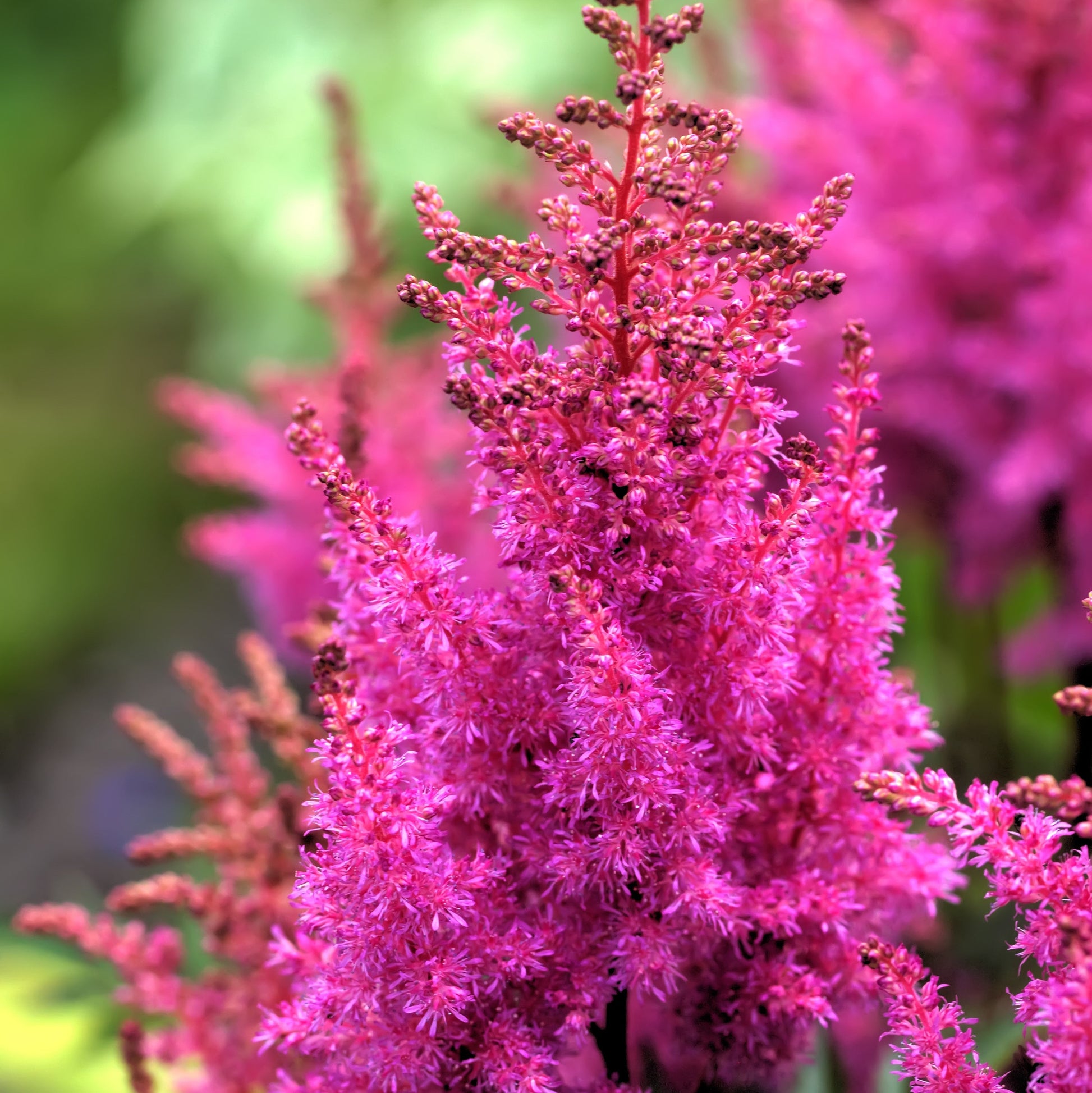 lavender astilbe plant Astilbe