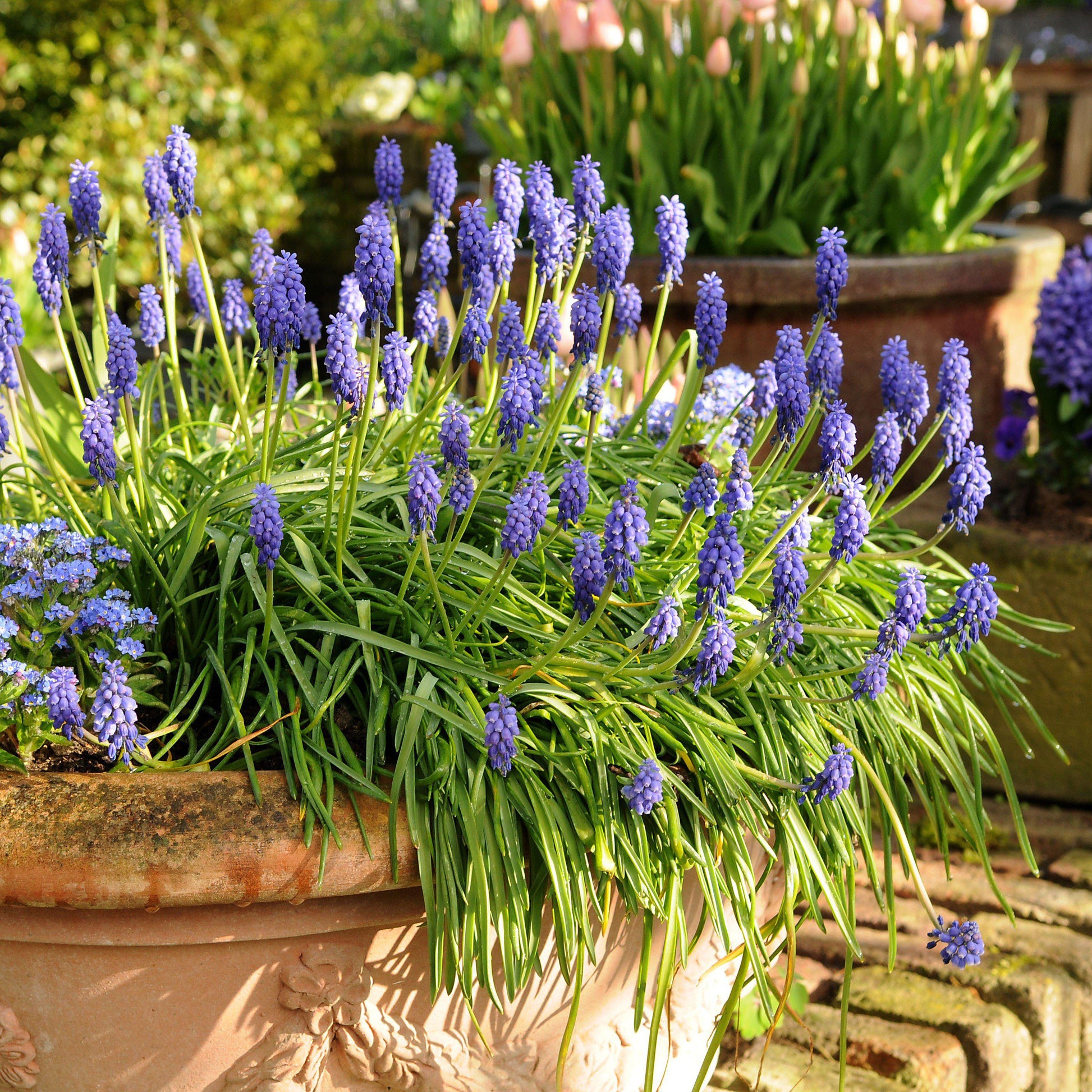 planting grape hyacinth seeds Muscari
