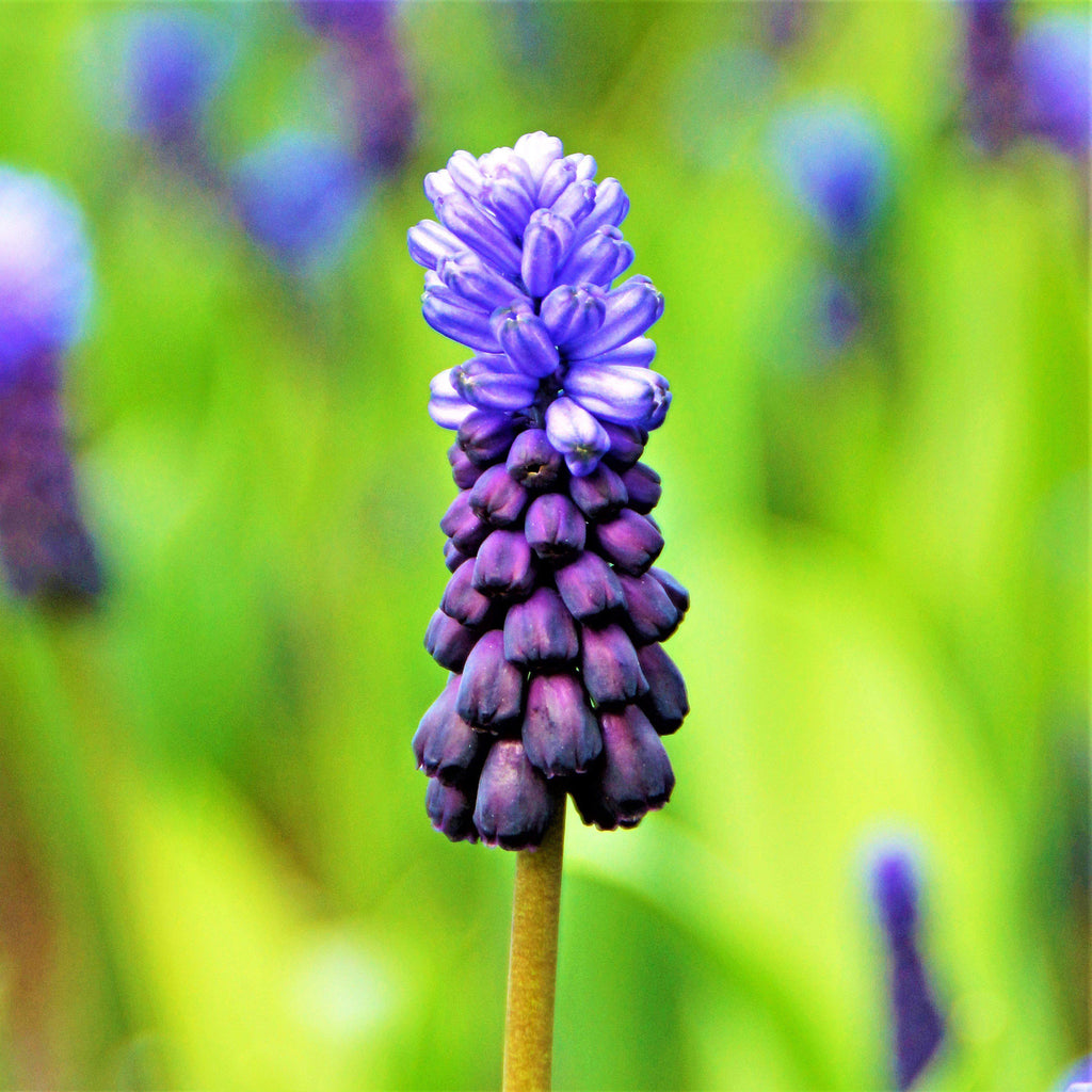 Fragrant Flower Bulbs for Sale Grape Hyacinths Easy To