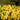 Ample Yellow Daffodil Blooms