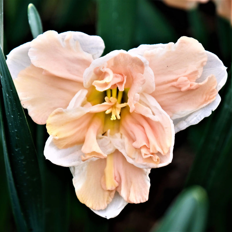 Eye-Catching Pink and White Daffodil