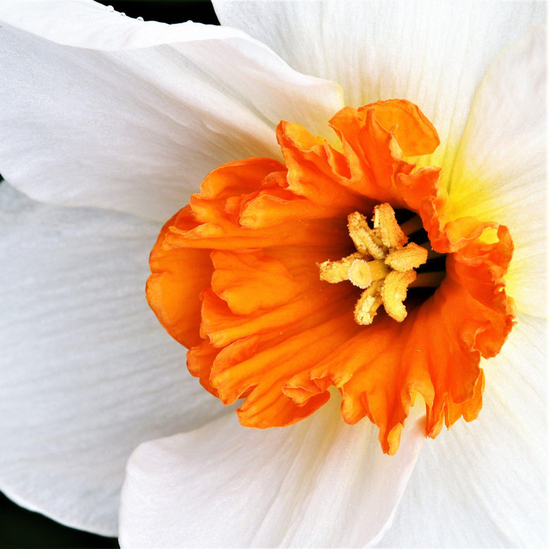 Zoomed-in View of the Barrett Browning Daffodil