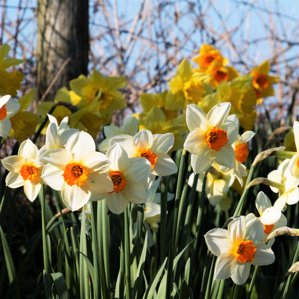 Bright & Carefree Narcissus Bulbs for Sale | Barrett Browning – Easy To ...