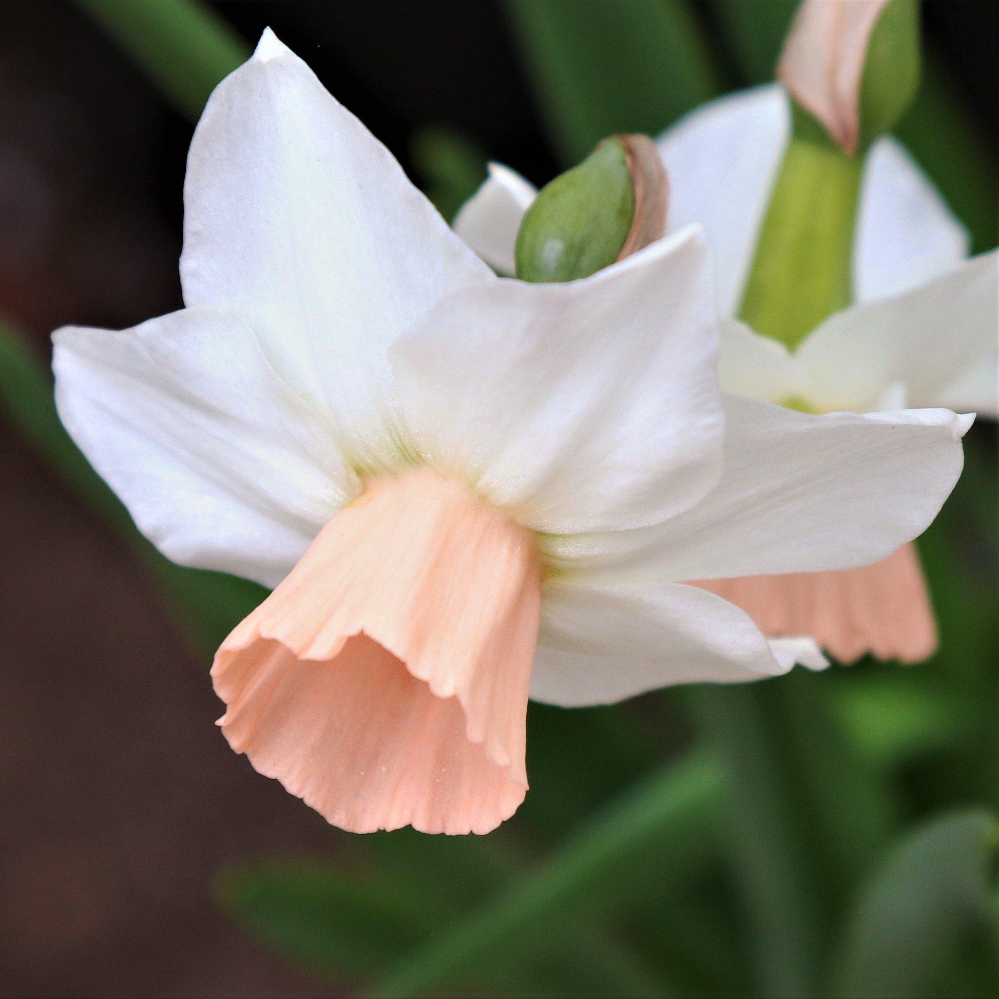 Baby Pink and Ivory Narcissus Bell Song