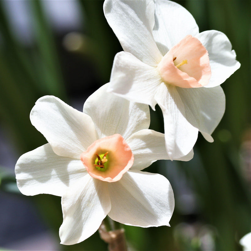 A Duo of Pink and White Daffodils