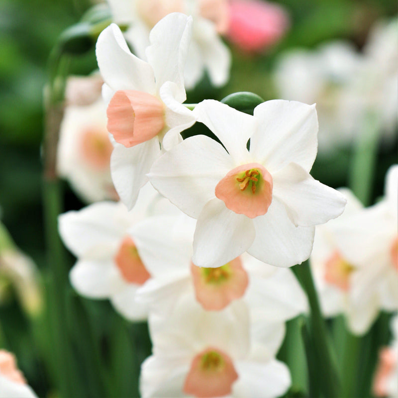 Light Pink and White Narcissus Blooms
