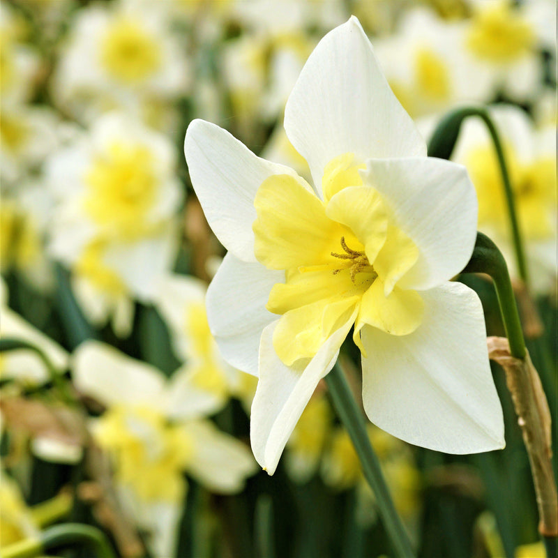 Beginning with a heart of lemon framed by vanilla petals - this daffodil is a scrumptious package!