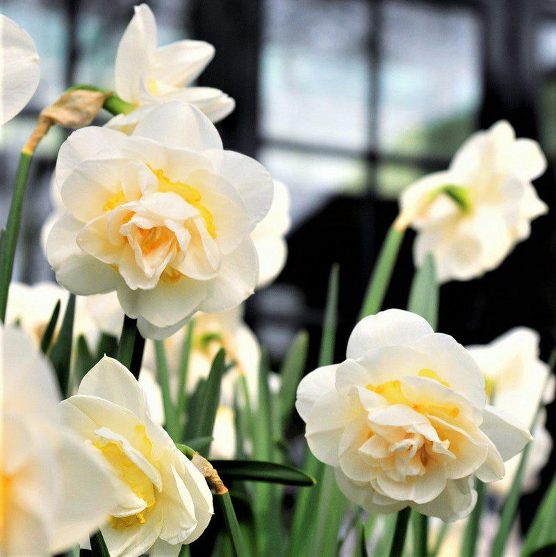 White and Yellow Fluffy Daffodils