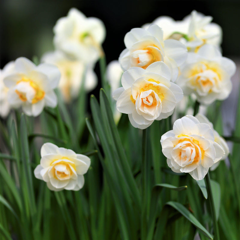 Beautiful Bridal Crown Daffodils