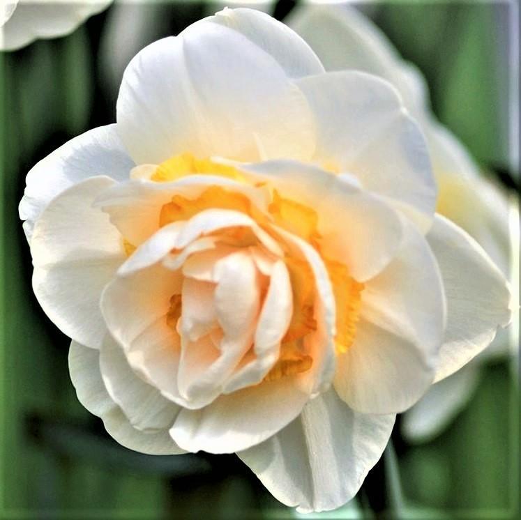 White and Yellow Naricissus Bridal Crown