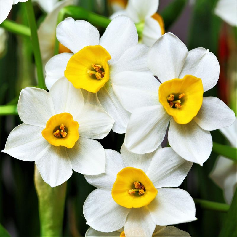 White and Yellow Narcissus Canaliculatus Blooms