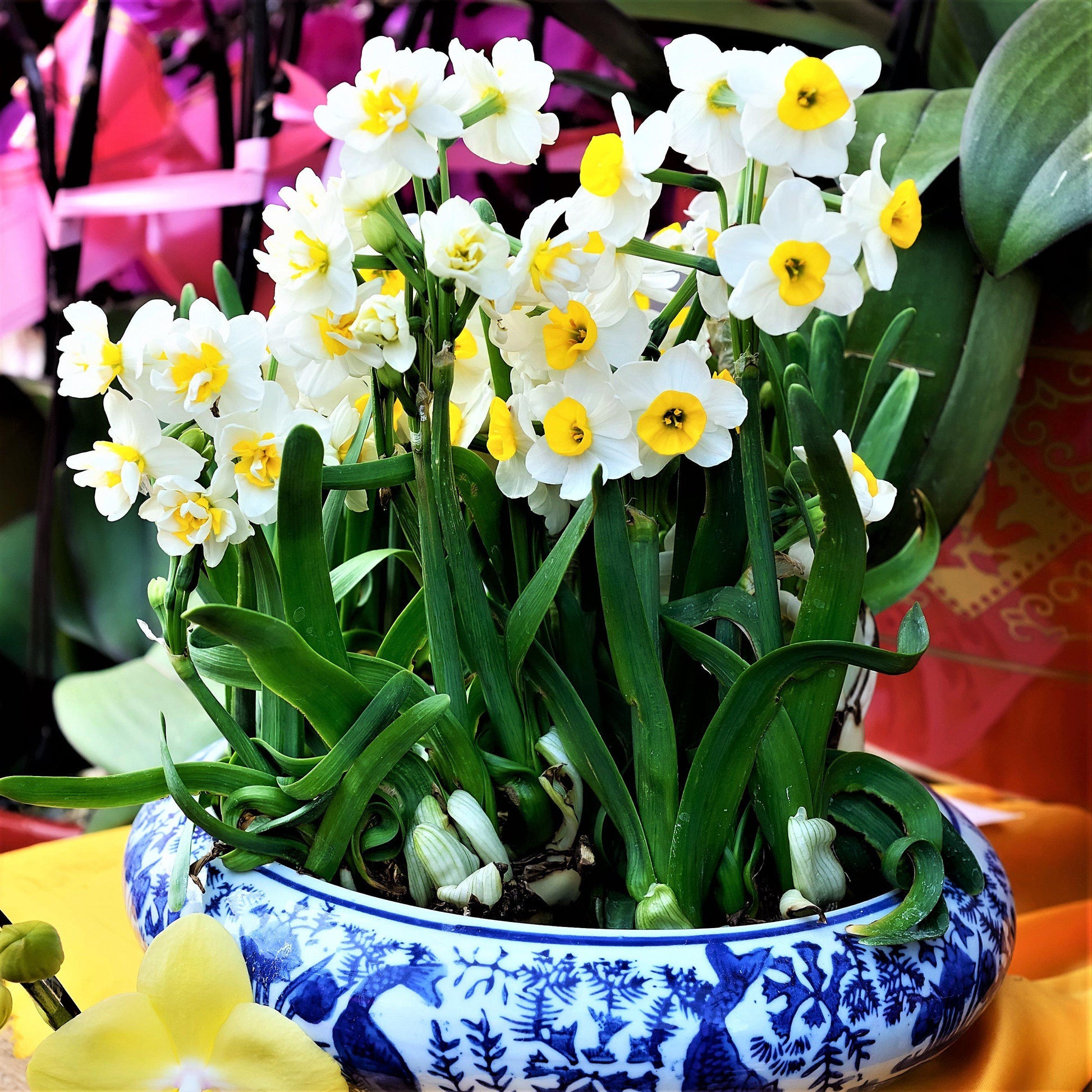 planting narcissus in pots Narcissus