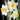 A Trio of Canaliculatus Narcissus Blooms