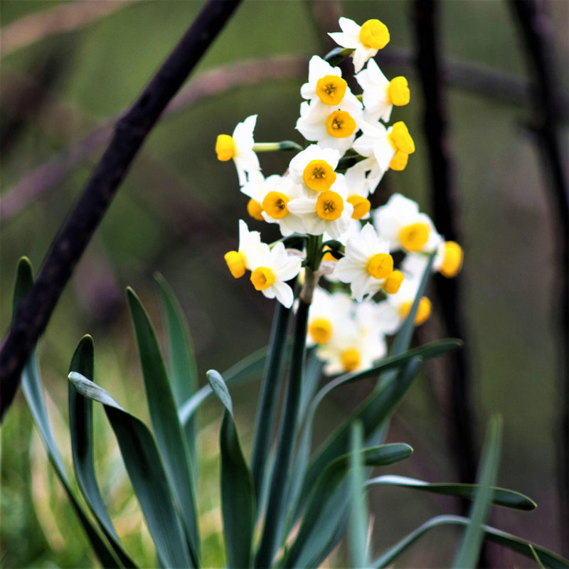 A Stem Full of White and Yellow Daffodils