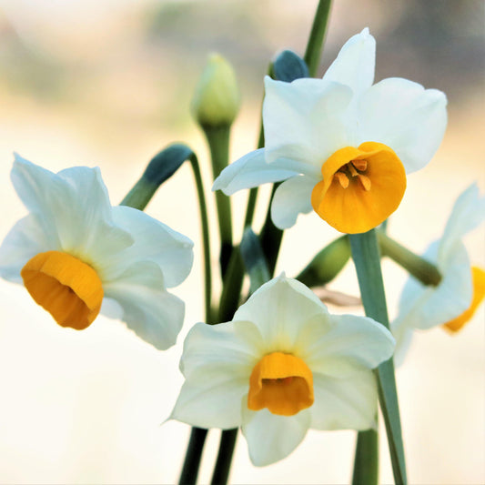 A Trio of Chinese Sacred Lilies
