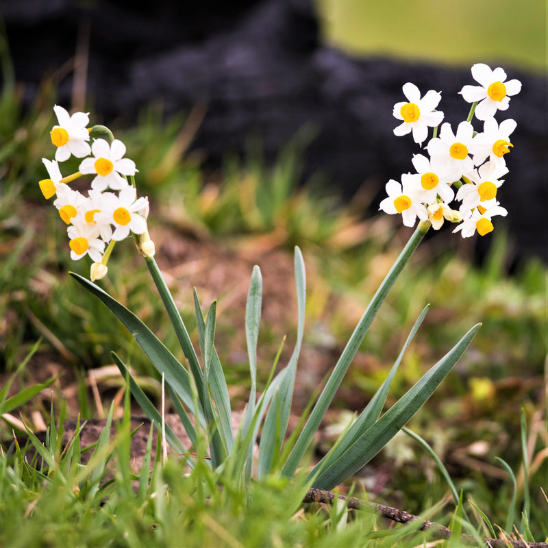 An Abundance of White and Golden Blooms on Two Narcissus Stalks!