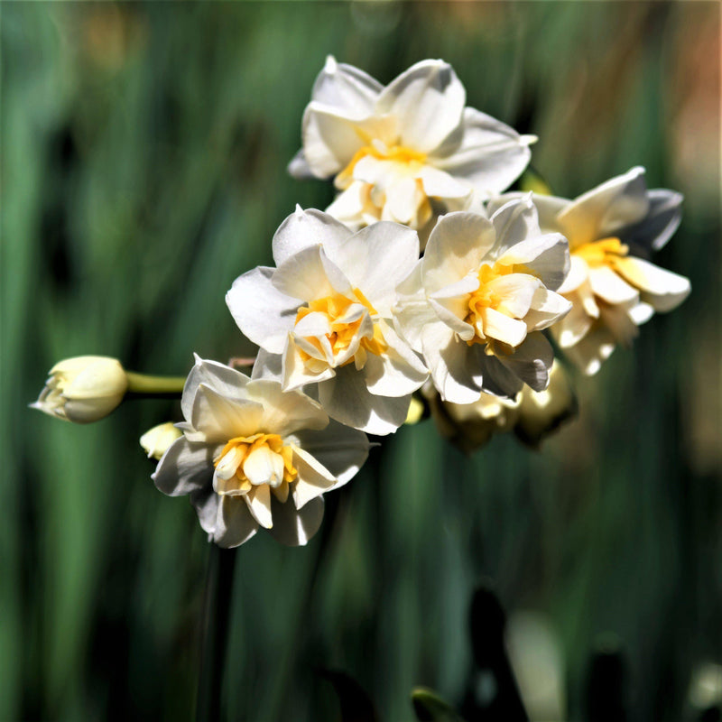 A Branch Full of Narcissus Constantinople Blooms