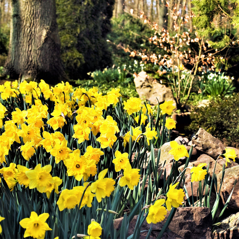 Landscaping Featuring Ample Dutch Master Daffodils