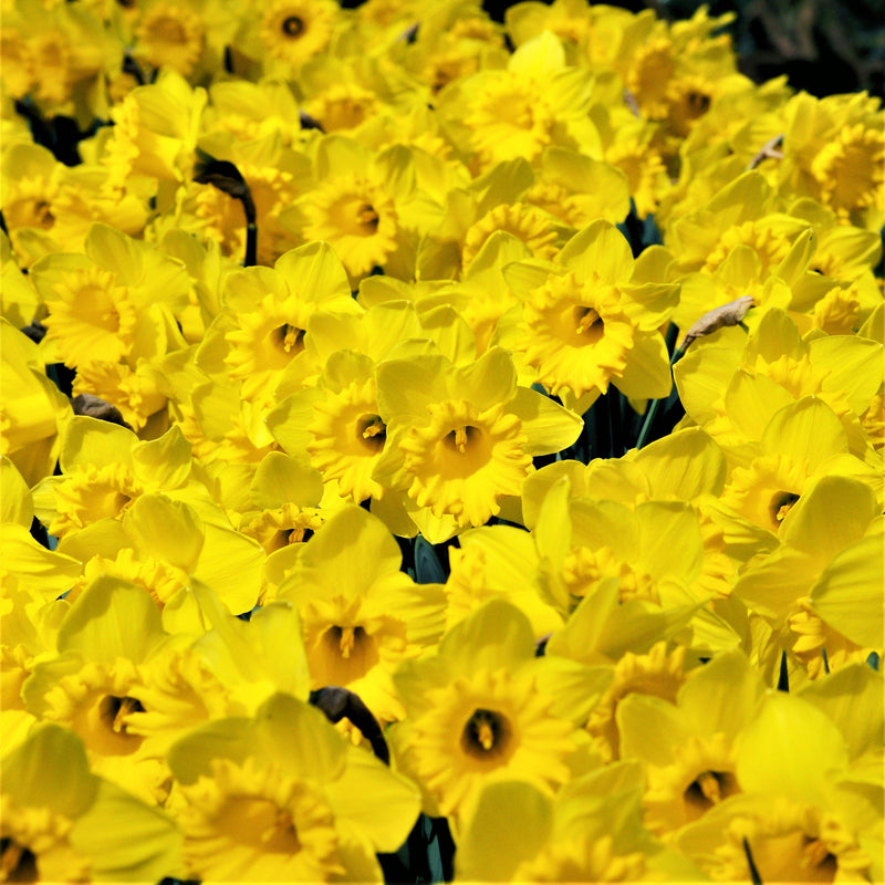A Plethora of Narcissus Dutch Master Flowers