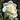 Creamy White Narcissus Erlicheer