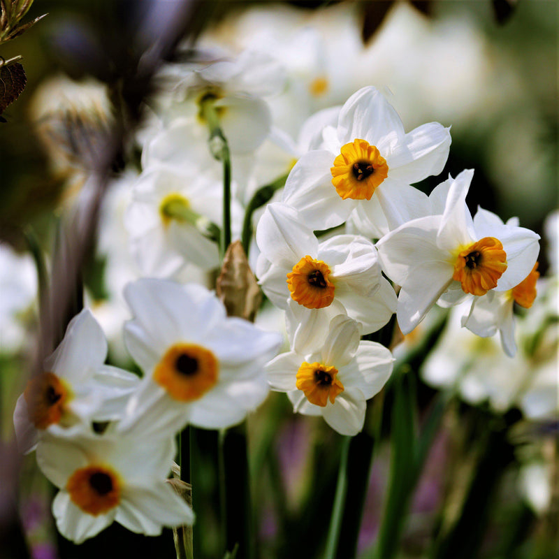 A Grouping of White and Orange Narcissus Geranium Blooms