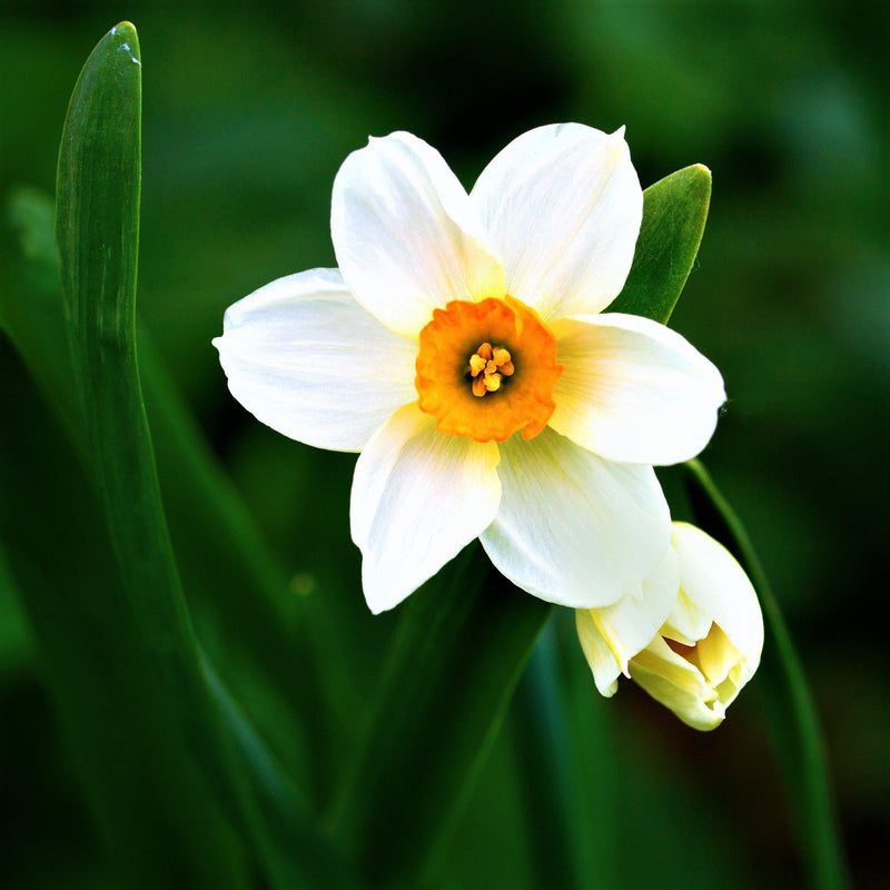 Bold Two-Toned Narcissus Geranium