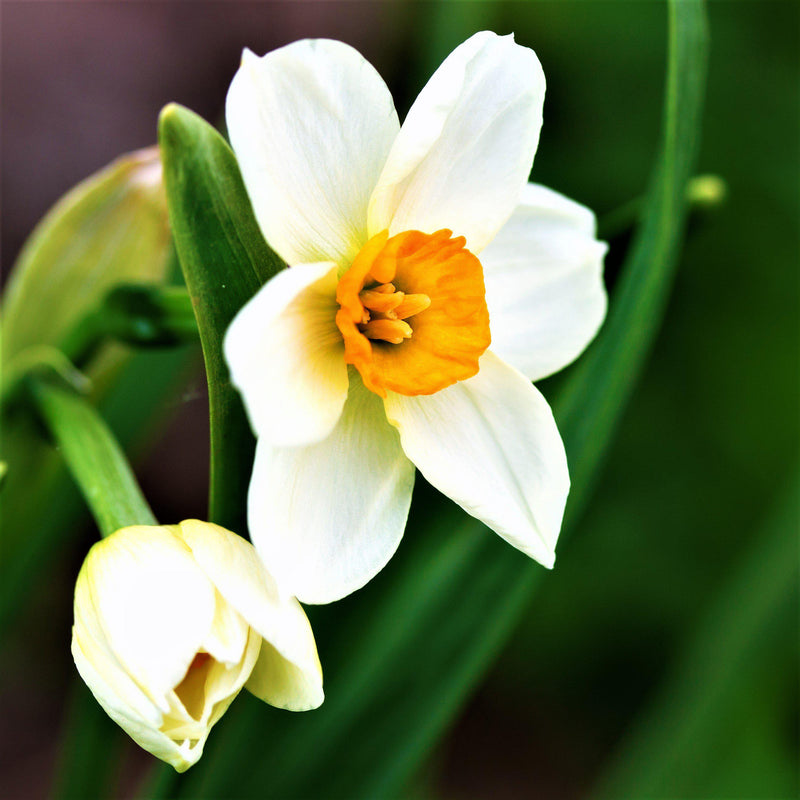 White and Orange Narcissus Geranium 