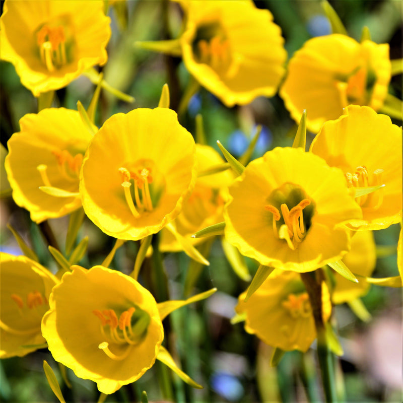 Narcissus Golden Bells