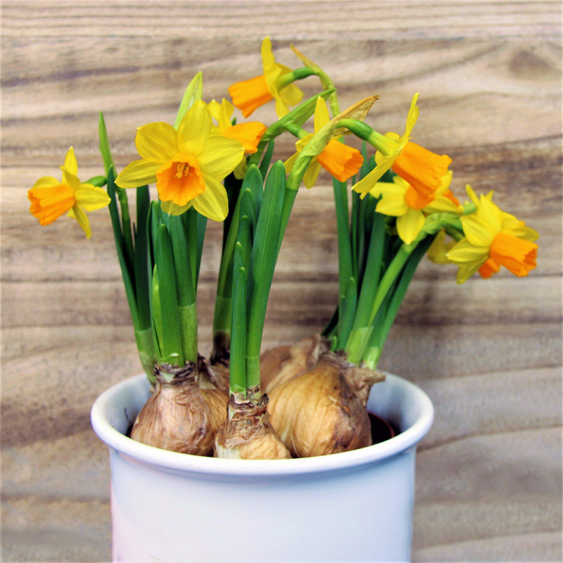 Potted Narcissus Jetfire Flowers