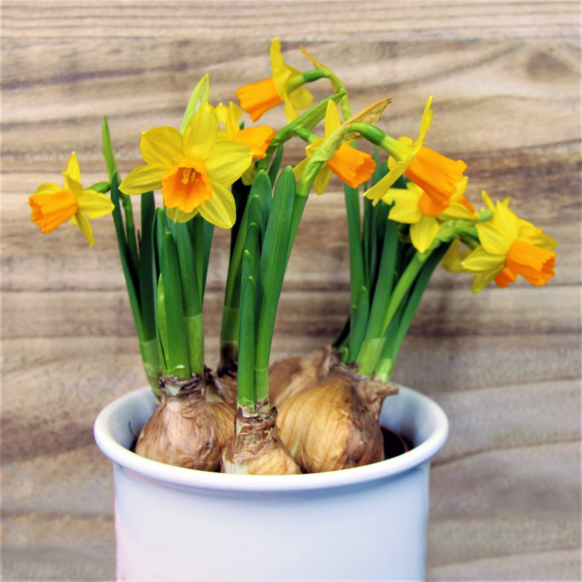 planting potted daffodils Narcissus