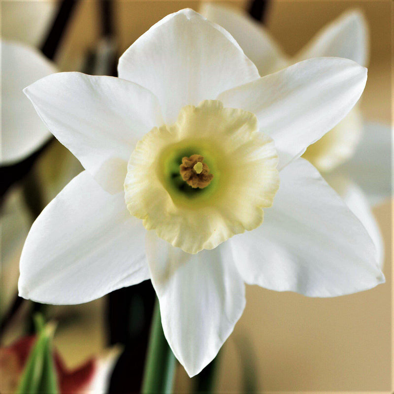 White and Soft Yellow Narcissus Mount Hood