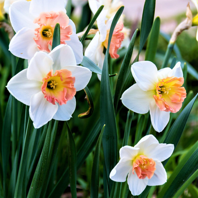Multi-Colored Narcissus Precocious