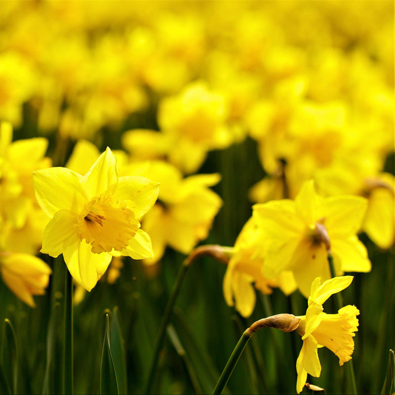 Bright Yellow Narcissus Quail