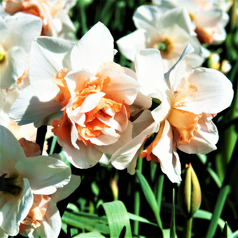 Salmon Pink and White Daffodils