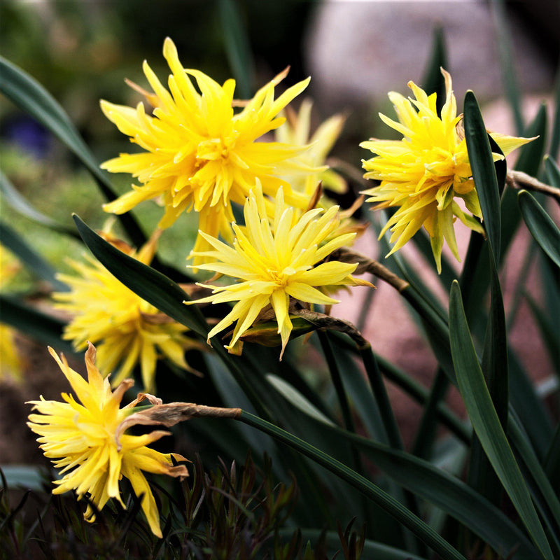 Spiky Yellow Blooms