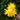 Yellow Rip Van Winkle Daffodil Flowers
