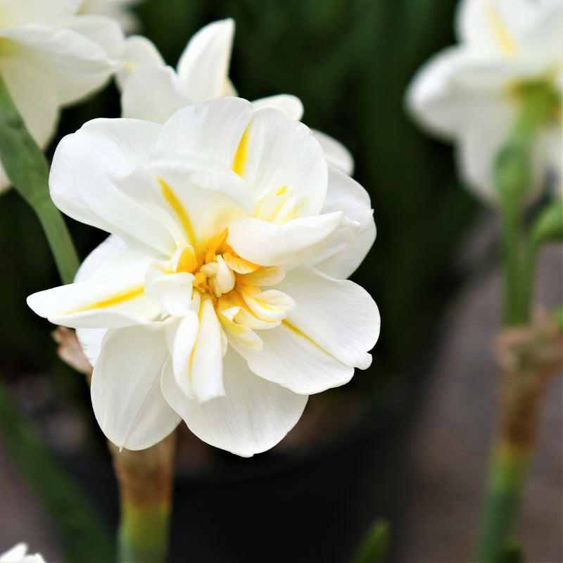 Creamy White Daffodil