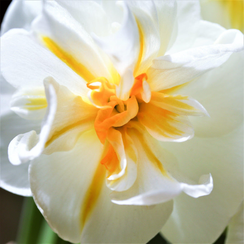 A Zoomed in View of Narcissus Sir Winston Churchill