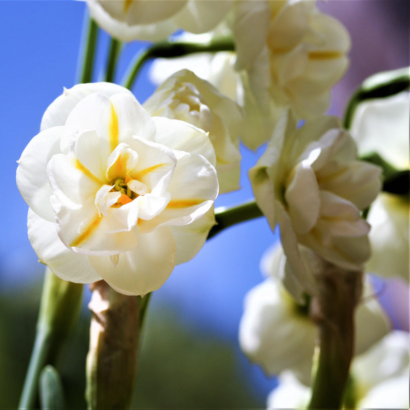 Peach Striped Daffodil