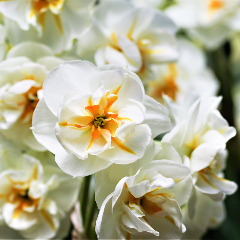A Bouquet of Cut Narcissus Sir Winston Churchill