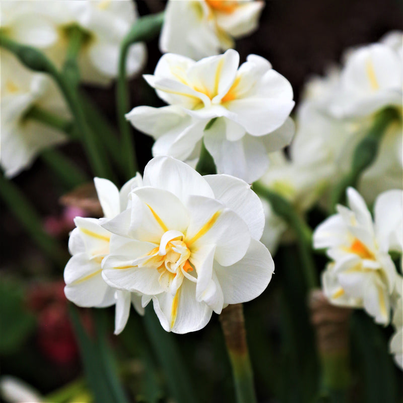 White and Yellow Double Daffodil Blooms