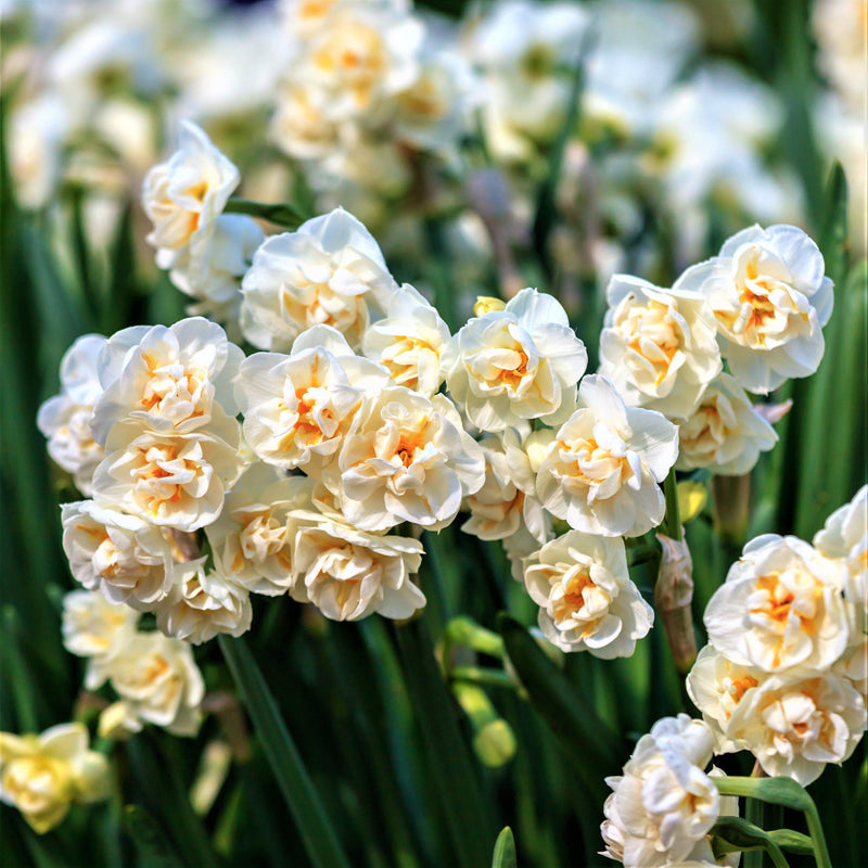 A Plethora of Narcissus Blooms!