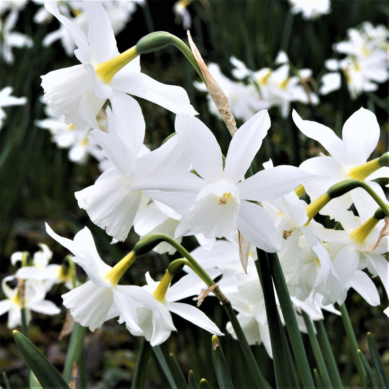 Serenity Blend - Muscari & Narcissus
