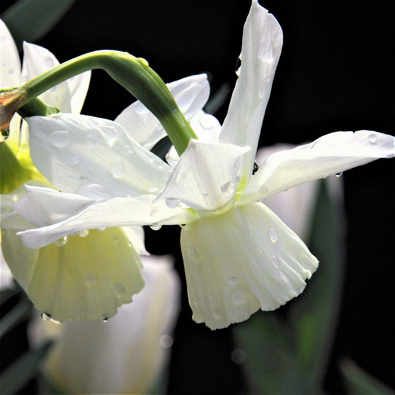 Serenity Blend - Muscari & Narcissus