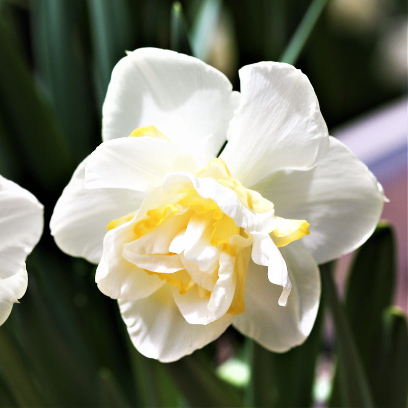 Narcissus White Lion Bloom