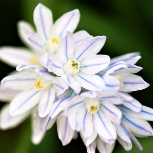 White pushkinia with blue stripe flowers