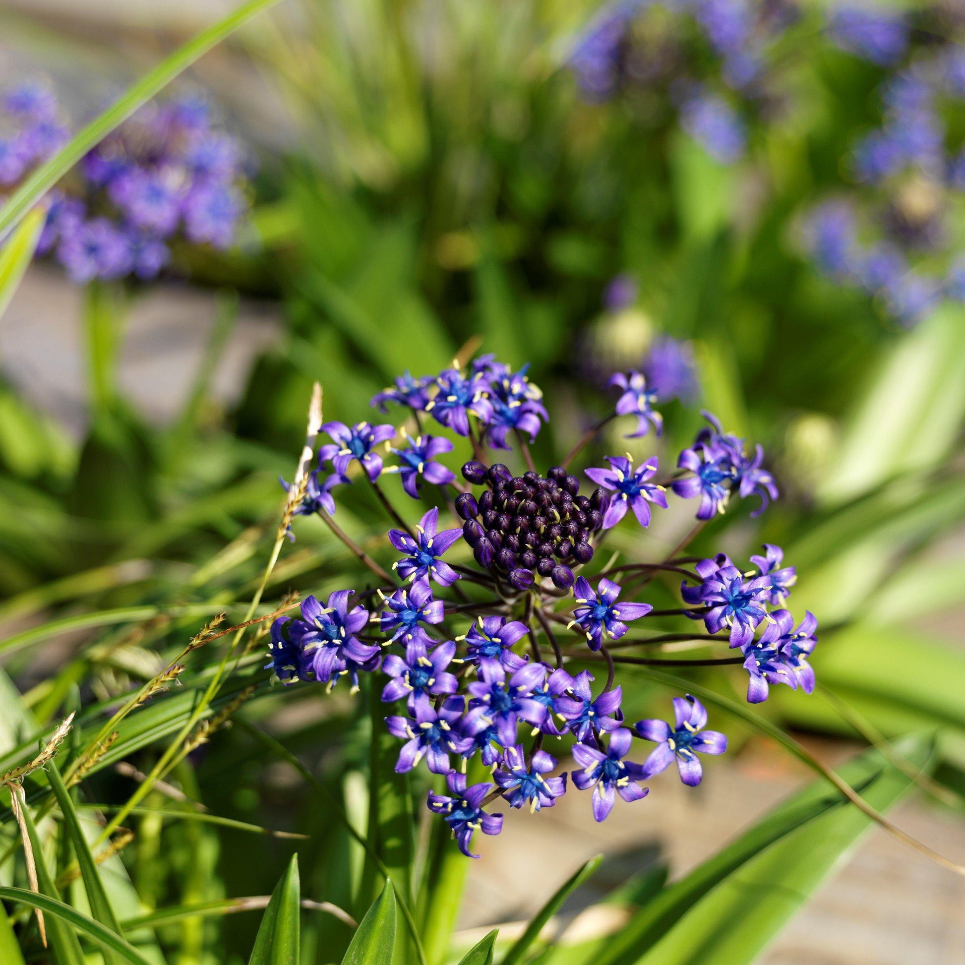 blue lily flower for sale Easy to Grow Bulbs Scilla