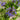 Scilla - Peruviana Peruvian Lily