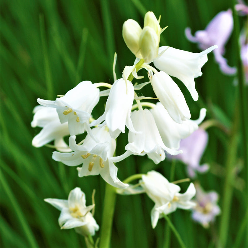 Spanish Bluebells - Hyacinthoides White